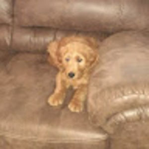 Meet your Posher, Jayden